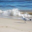 sea gull photoshop contest